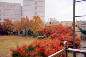Korean University Autumn